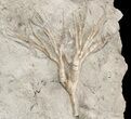 Pair of Cupulocrinus Crinoids - Bobcaygeon Formation #49219-2